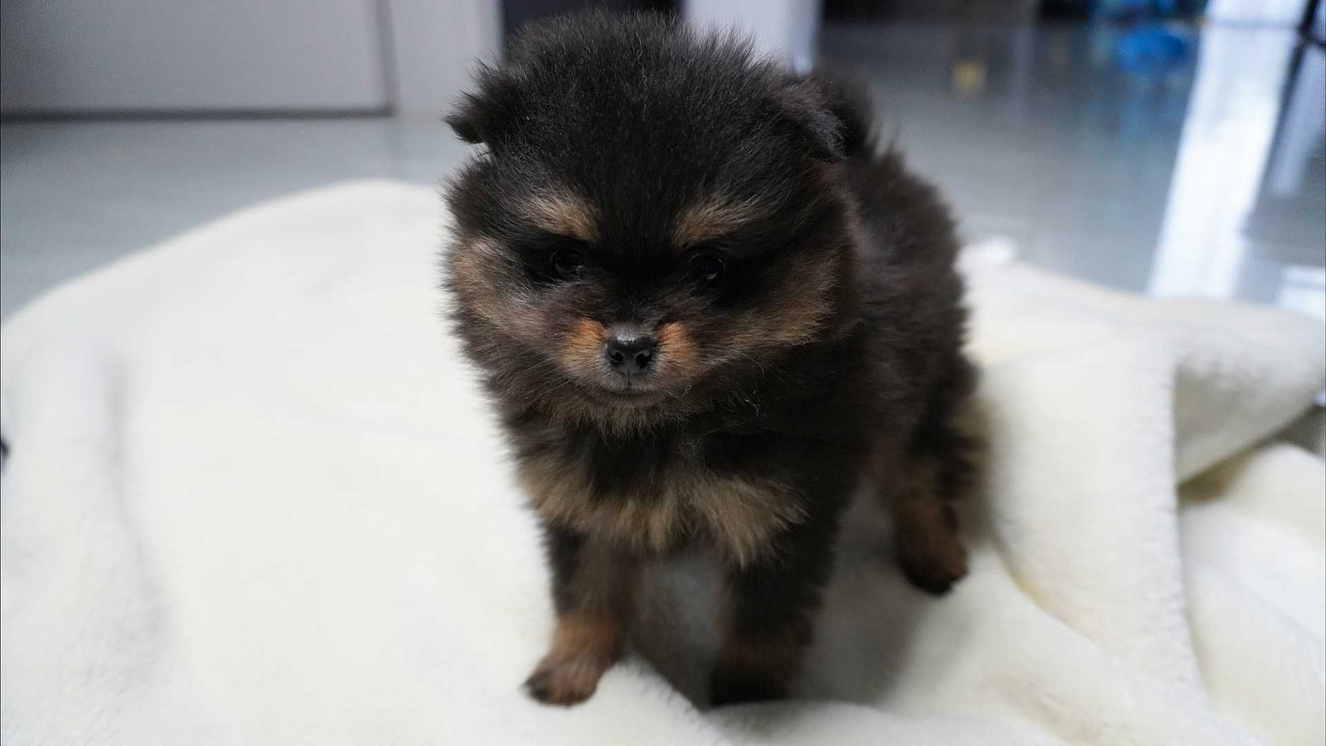 Szpic miniaturowy - od zaraz! Pomeranian, rodowód w kolorze Blue&Tan,