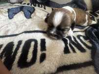 Shih-tzu szczeniak