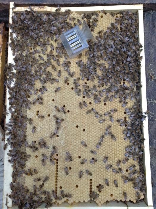 Країнка карника матка пчеломатка бджоломатка пасіка