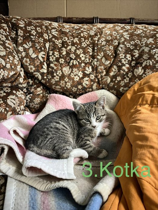 Do oddania-2urocze kocięta szukają nowego domu
