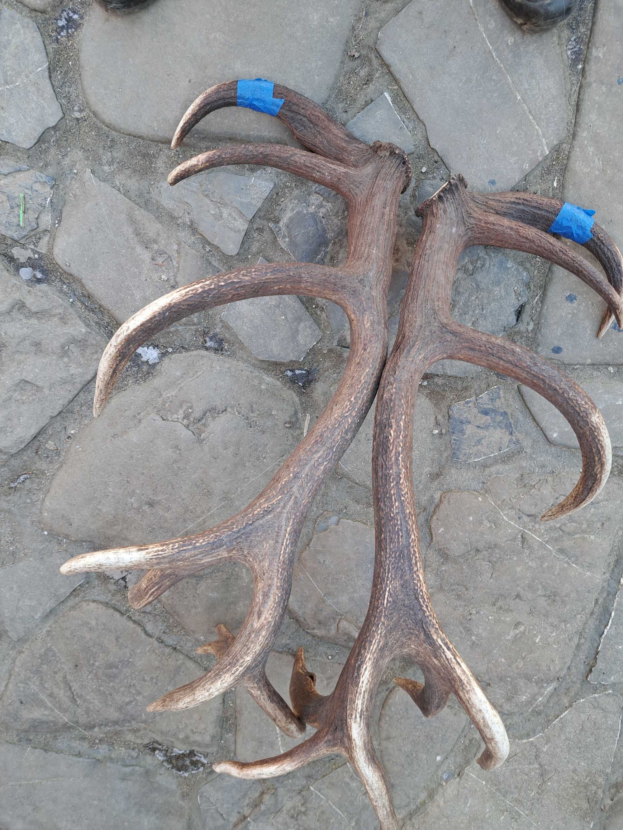 8,4kg poroze para rogi wieniec zrzuty