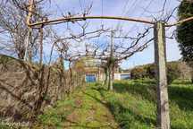 Quinta c/4629 m2 | Vilar, Vila do Conde