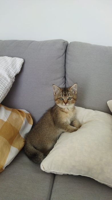 Gatinha British Shorthair Golden Shadded
