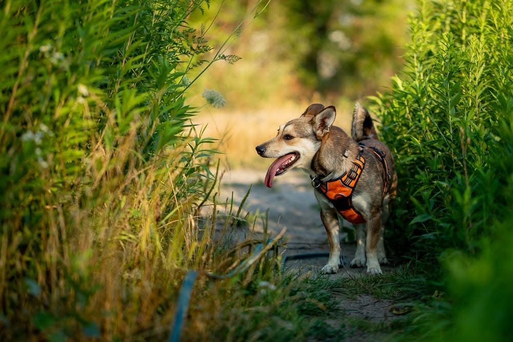 Melon – cichutki, kochany maluszek szuka spokojnego domu. Adopcja