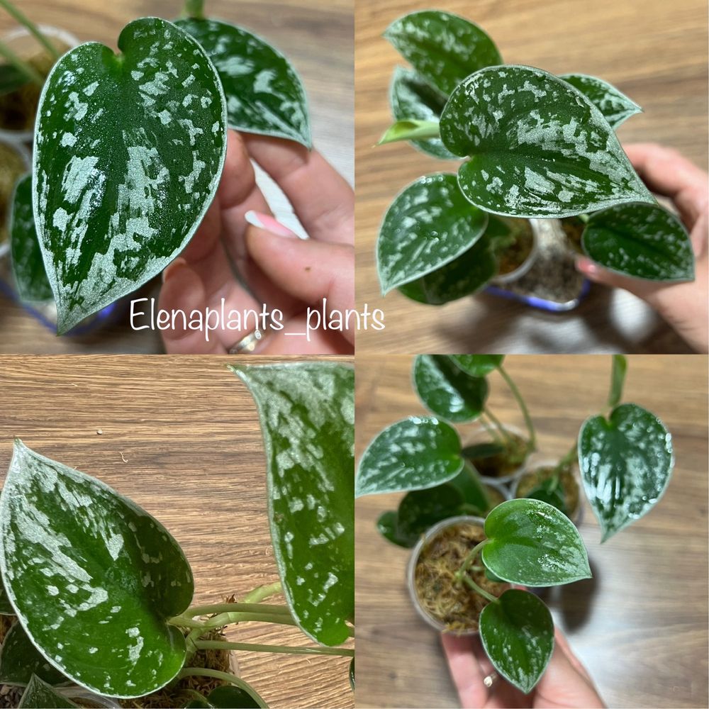 Сциндапсус Coriaceus var., Snowflake, Mayari, Jade Satin yellow