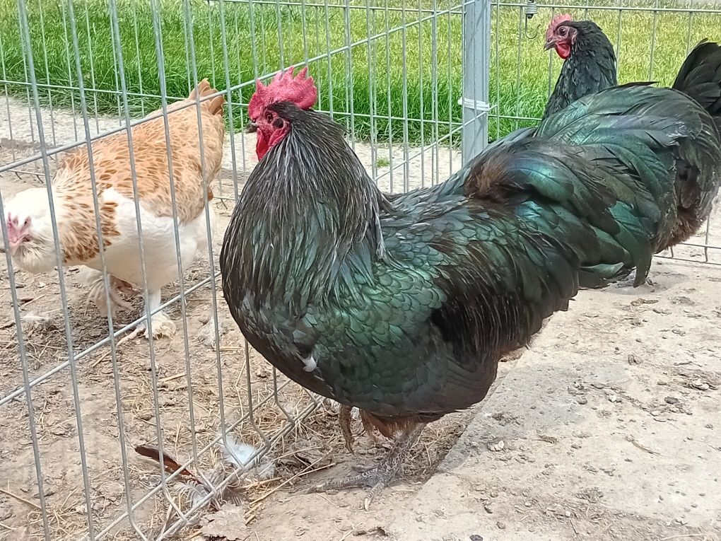Jaja lęgowe kur Australorp czarny