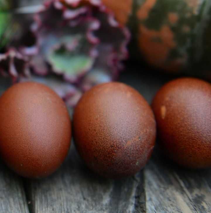 Najwyższej jakości świeże 100% jaja lęgowe Marans - Dark shell Wysyłka