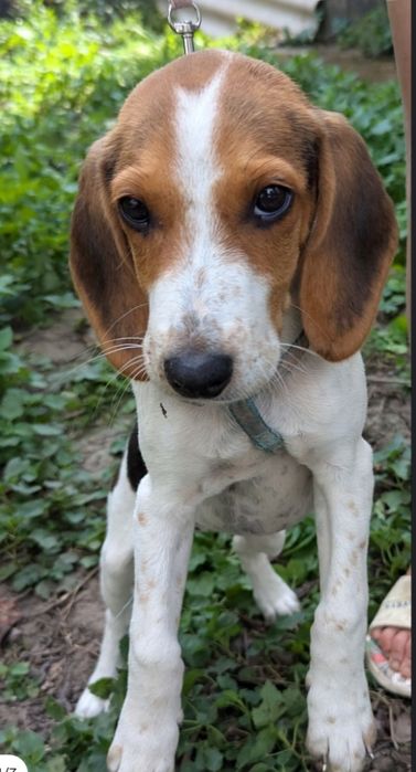 Щенок естонская гончая цуценя