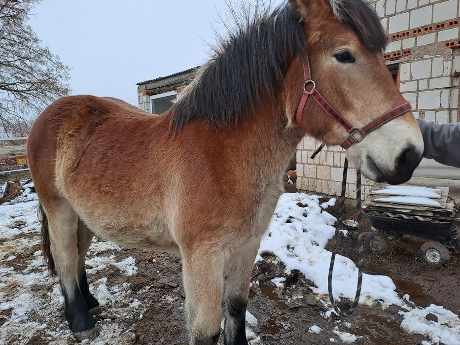 Sprzedam Źrebica PKZ 18 msc