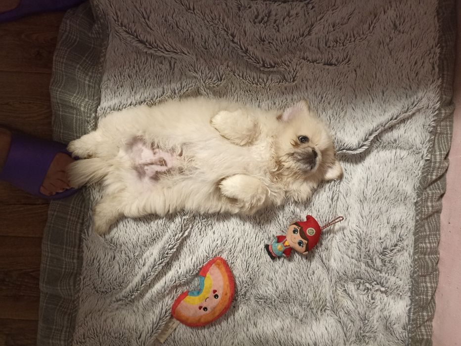 Пекінес шукає родину