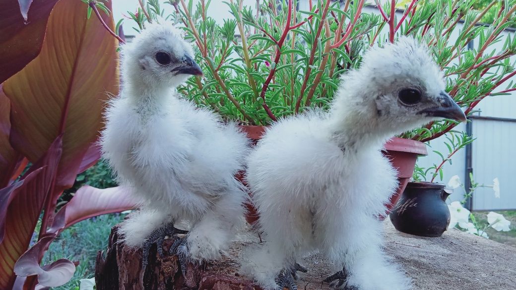 Китайські шовкові silkie кури курчата інкубаційне яйце
