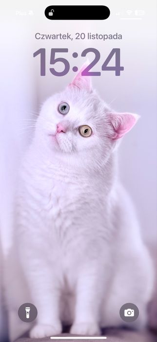 Oddam kocura wykastrowanego.