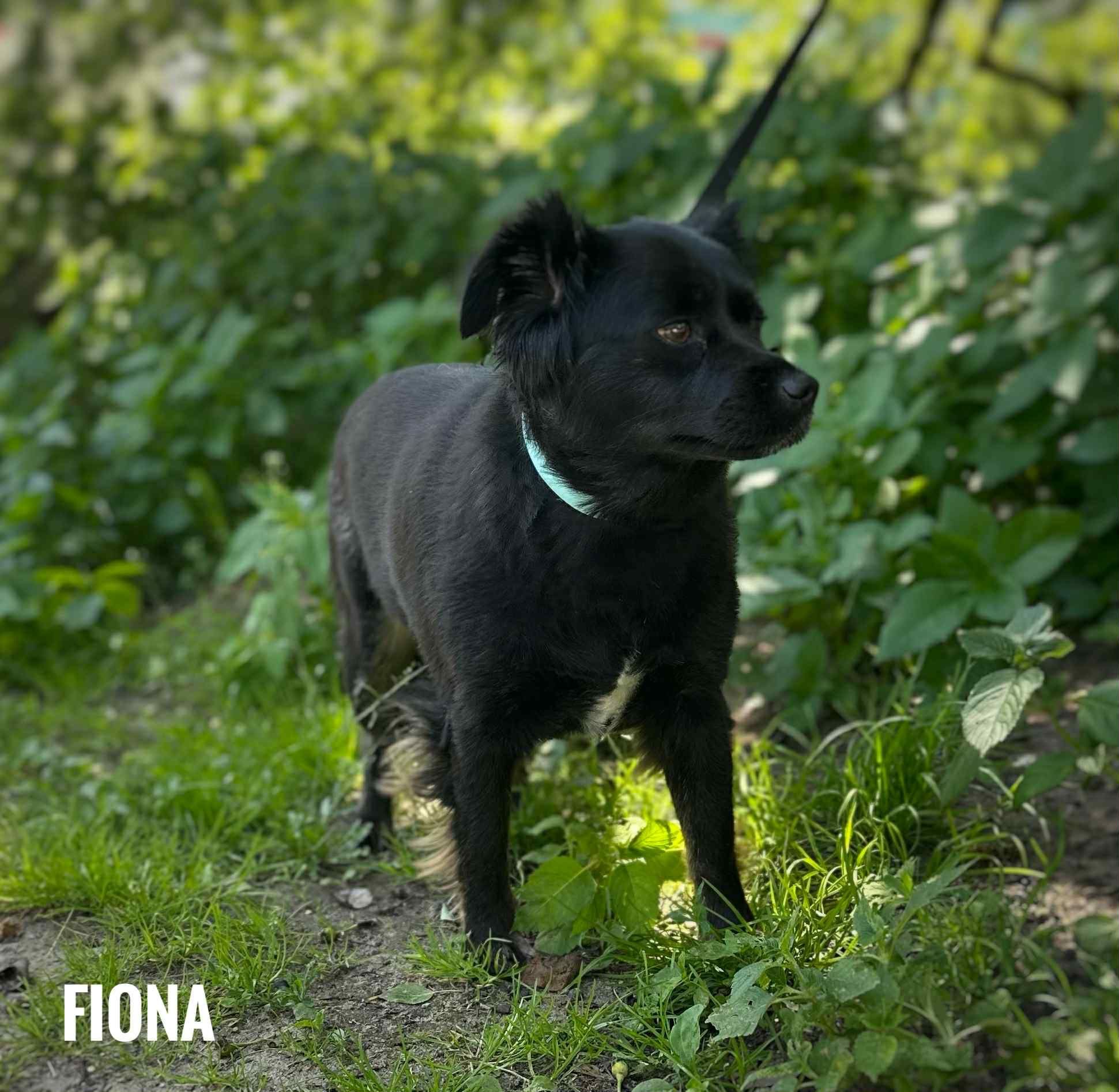 Shitzu 8 lat, kundelka 2 lata razem do adopcji, adopcja