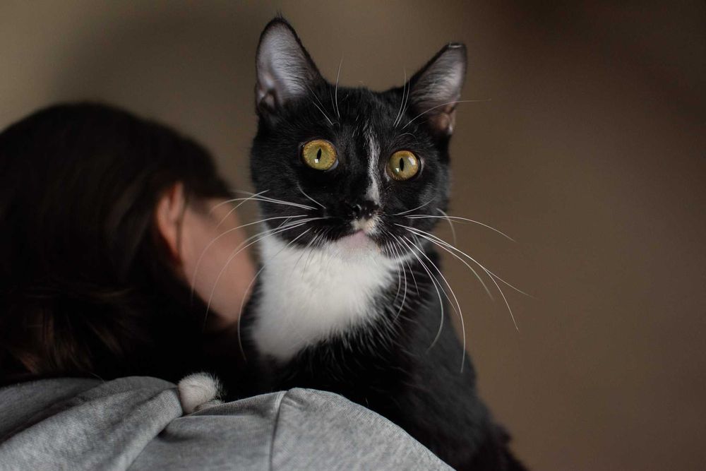 Śmiechawka - nieśmiała kocia pingwinka szuka domu