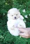 Laleczka szpic miniaturowy pomeranian