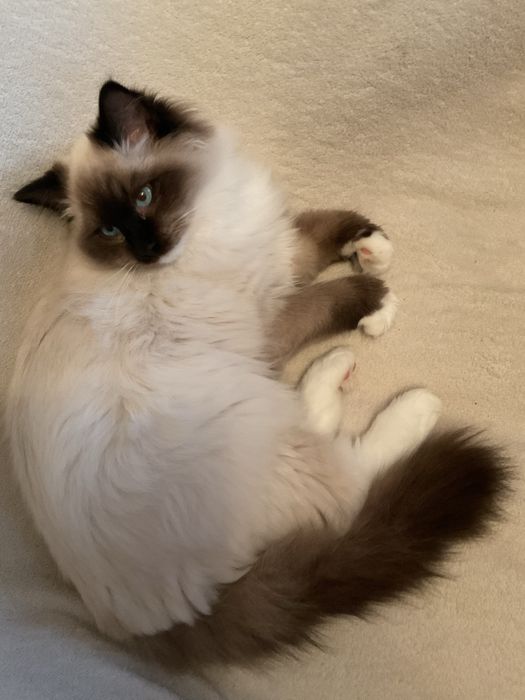 Kocurek ragdoll seal mitted