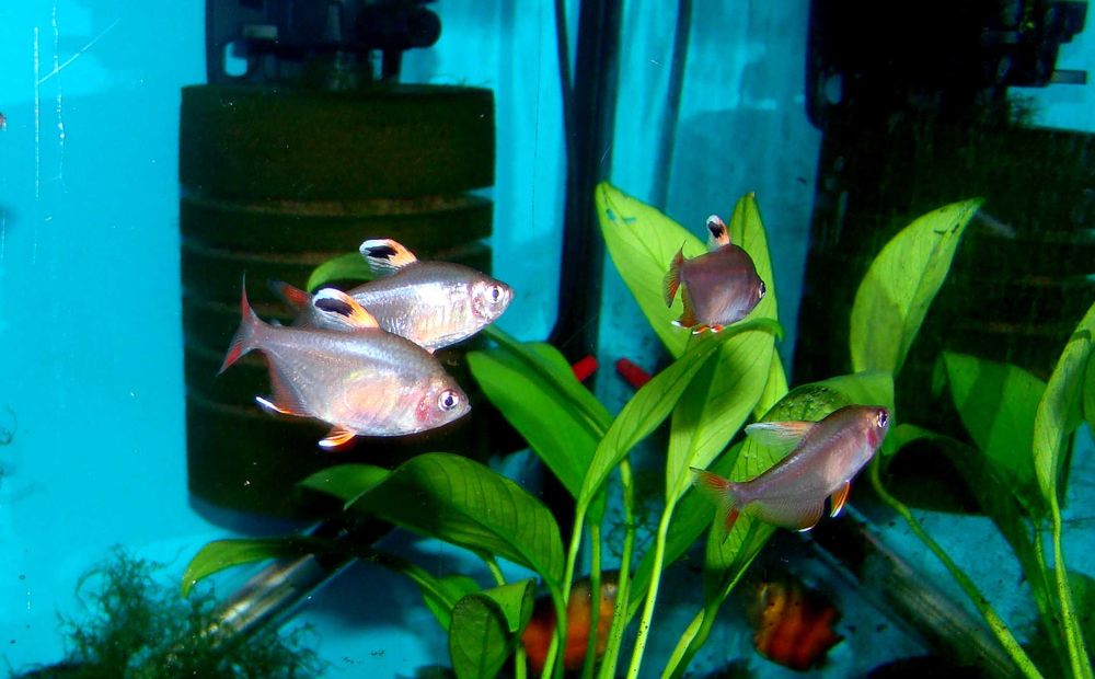 Bystrzyk ozdobny white fin