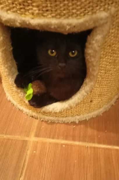 Kotka o zielonych oczkach marzy poleca się do adopcji!