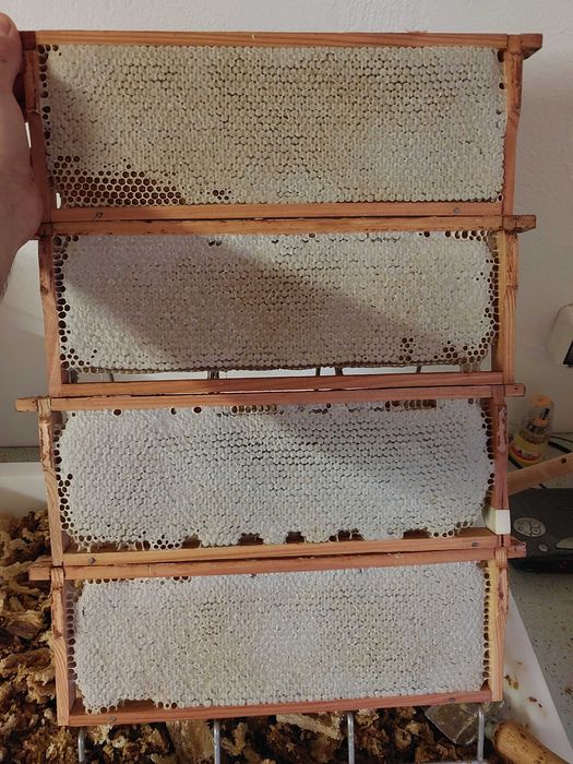 Miód spadziowy, pszczoły, pasieka, ul, ule