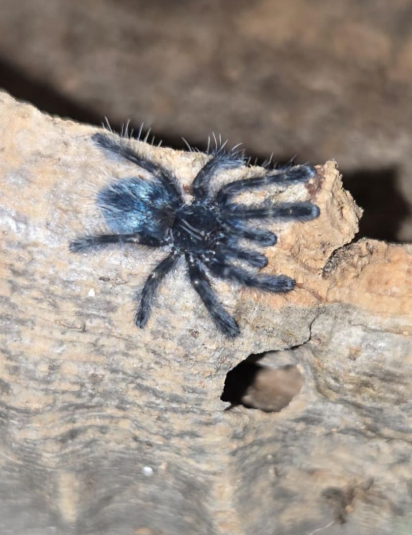 Caribena Versicolor ptasznik l1-l2