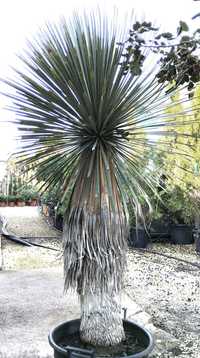 Impressionantes Yucca rostrata azuis ou iucas de bico