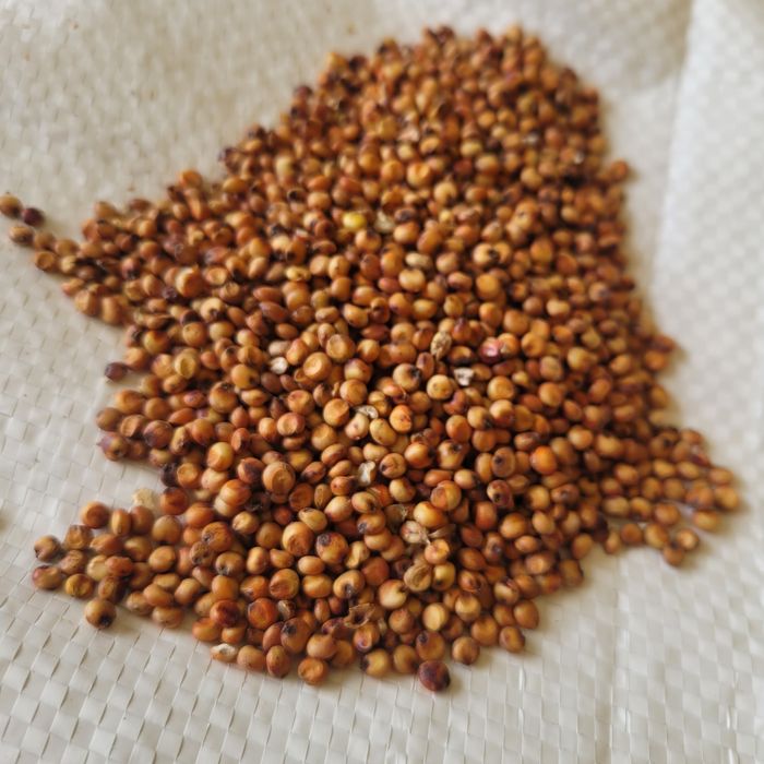Sorgo czerwone 25kg zbiór 2025 czyste