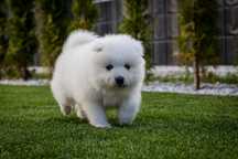 Samoyed ZKwP- sunia
