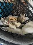 Kotki do adopcji whisky i burbon