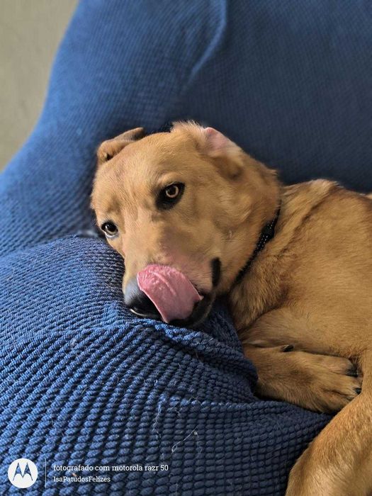 Machos de 1 ano para adoção responsável