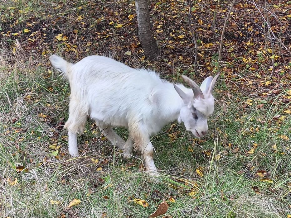 Козел (Цап) 6 місяців