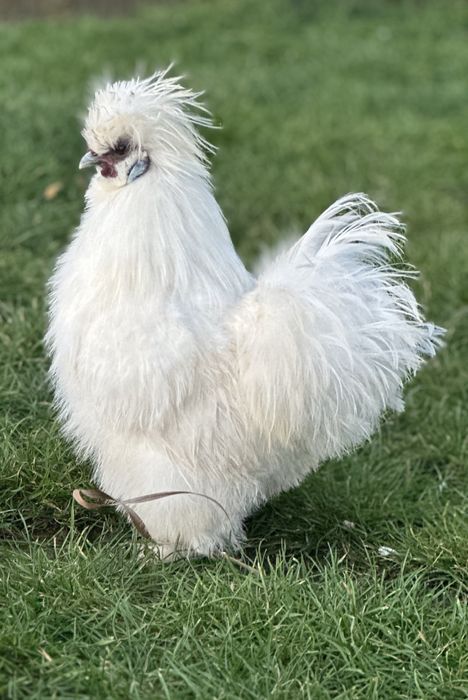 Silka ozdobna- kogut