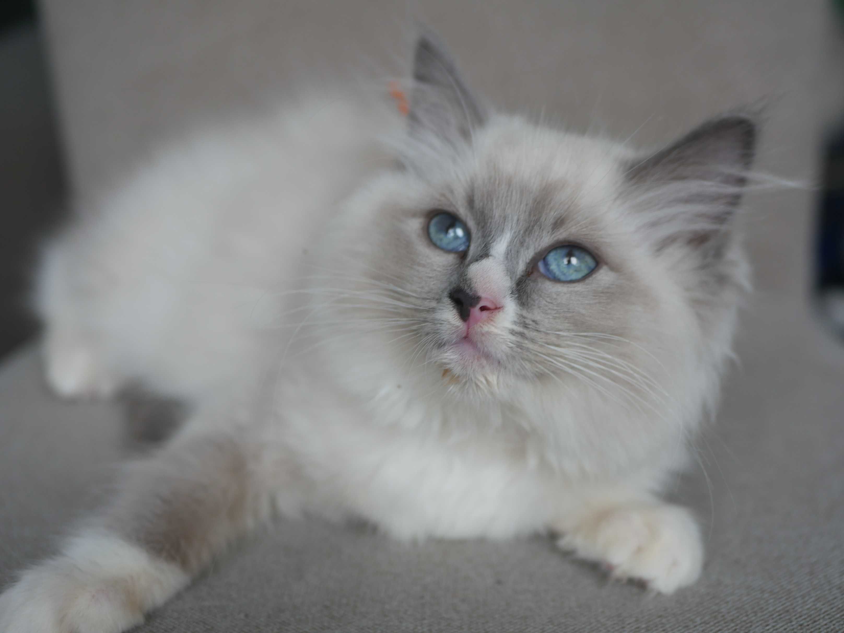 Ragdoll kocurek, rasowy , rodowodowy FPL FIFE