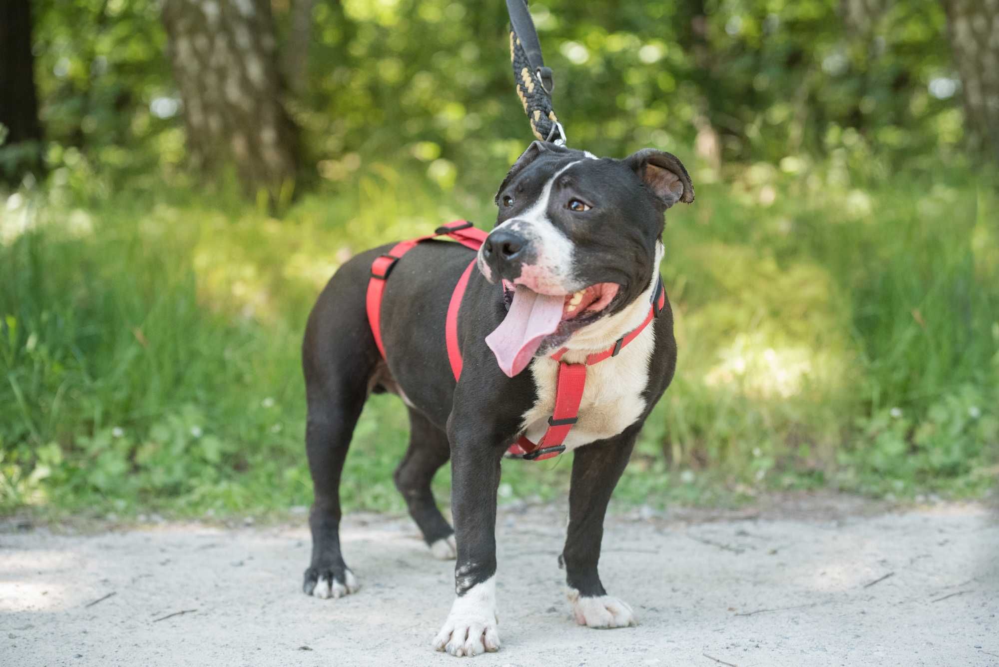 SZORK piękny psiak w typie amstaff dla doświadczonego człowieka
