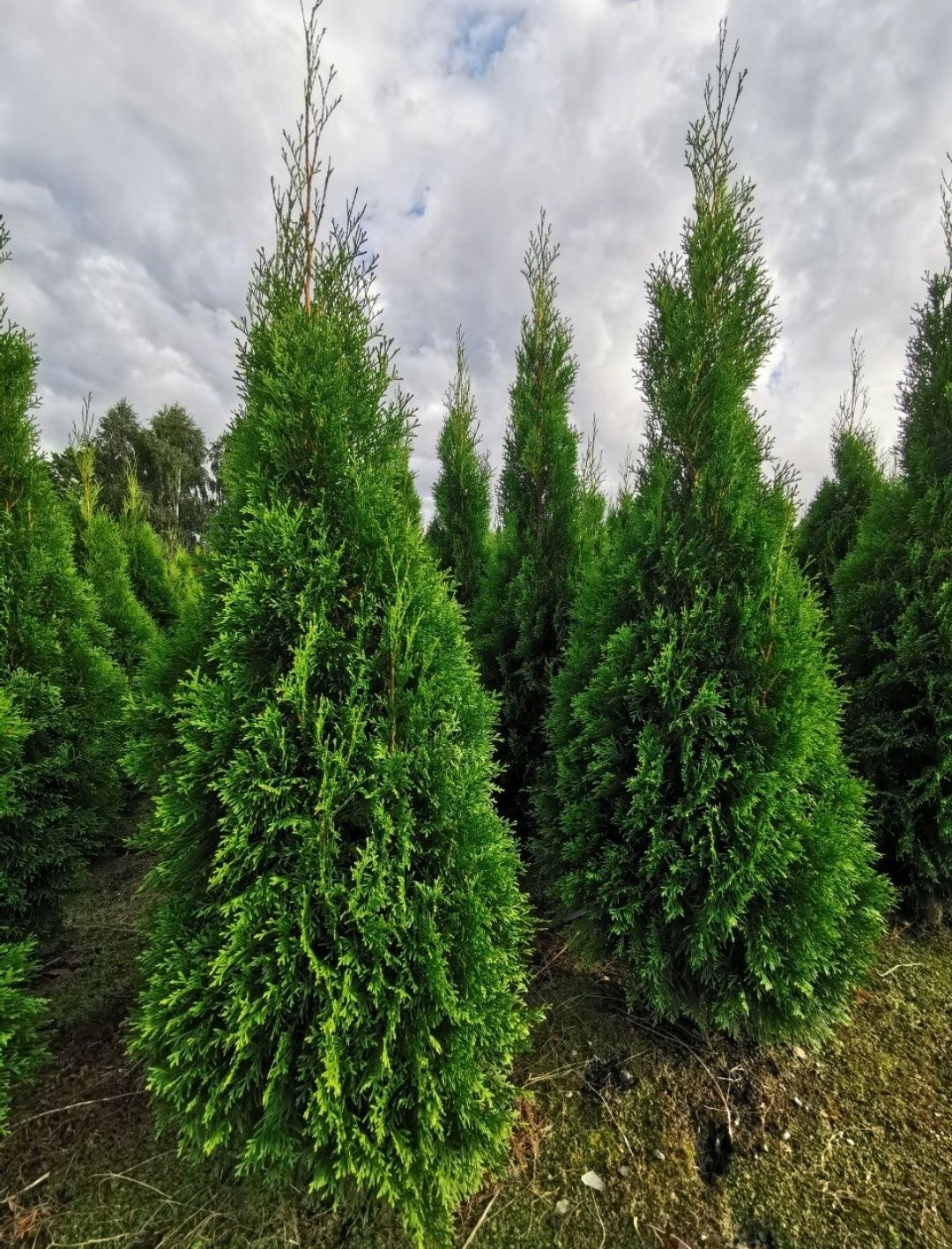 Thuja szmaragd tuja 230cm  OKAZJA tuja tuje thuje żywotni