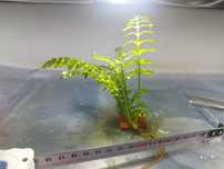 Crepidomanes Auriculatum - paproć duża sadzonka