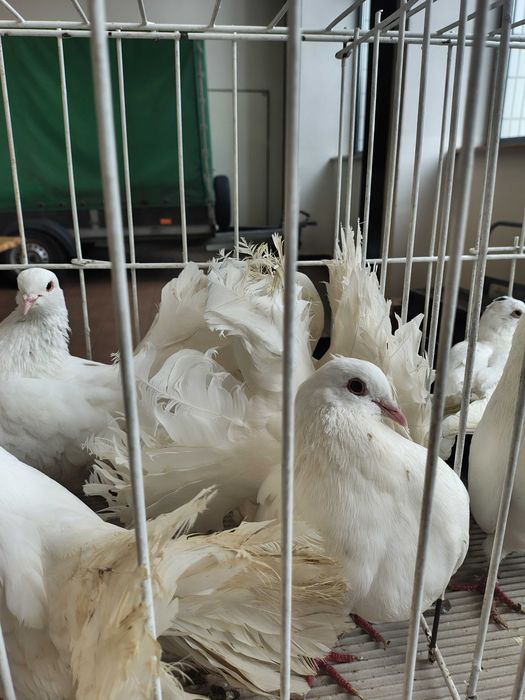 Gołębie pawiki  samce samice