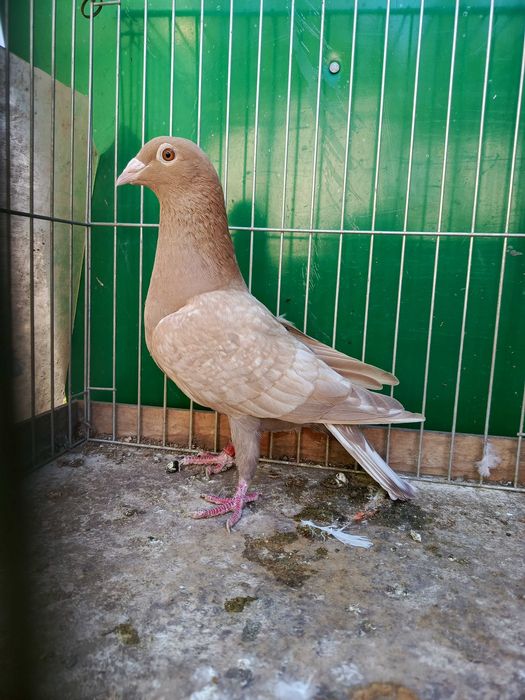 Pocztowe Frill toy stencil pary