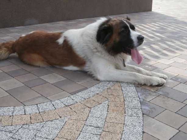 Moskiewski pies stróżujący