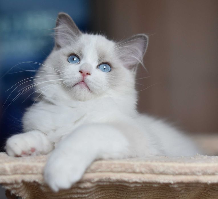 Kocurek Ragdoll gotowy do zmiany domku