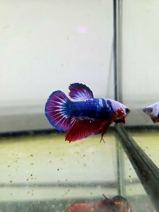 Bojownik HMPK dragon