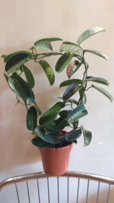 Мадагаскарский жасмин,стефанотис.