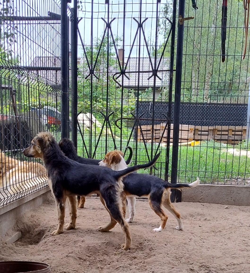 Szczeniaczki 5-6 miesięczne.