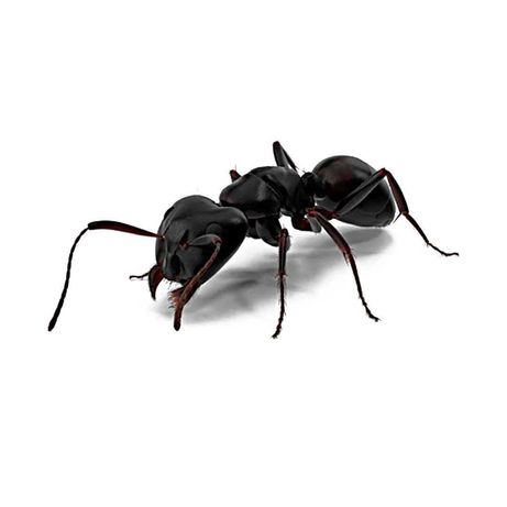 Муравей- гигант Древоточец (Camponotus Vagus) для фермы муравьев