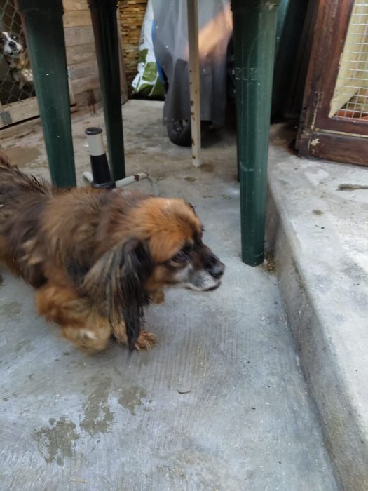 Da se cão para adoção 
Estou a dar porque não tenho tempo para ele