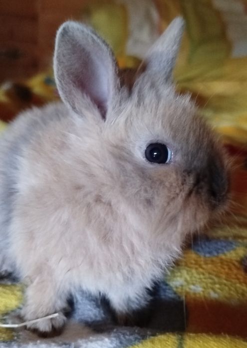 Kroliki mini ,puchatki