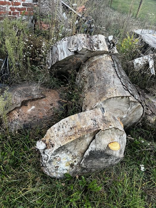 Drzewo za darmo sierzba