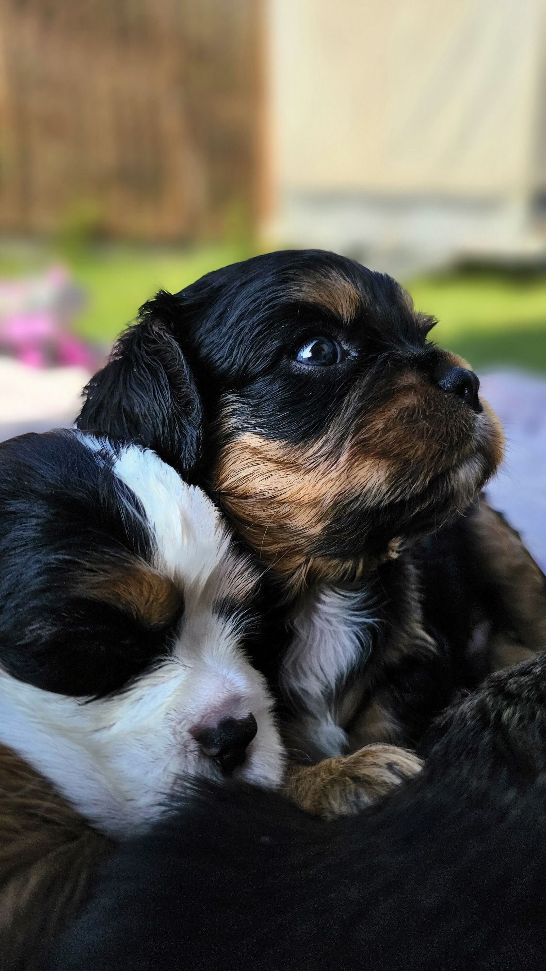 Cavalier King Charles Spaniel