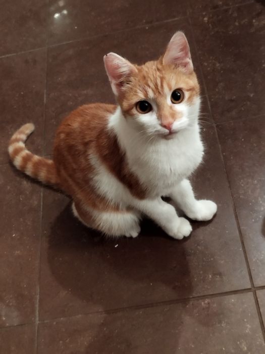 Oddam kocurka wykastrowany