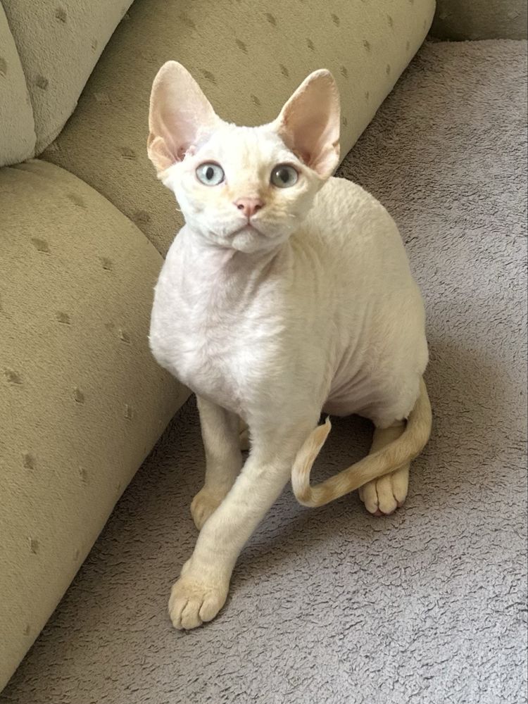 Kocur devonrex rudy point gr A mozliwa zamiana