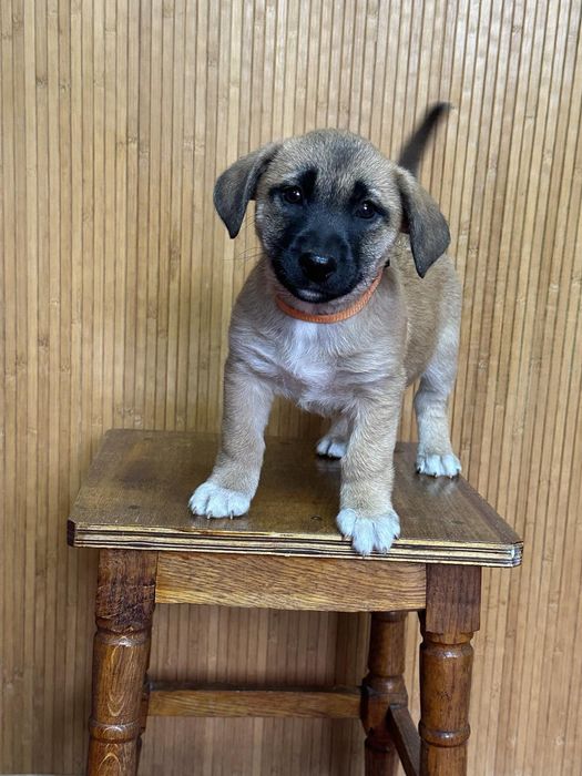 Цуценята в добрі руки